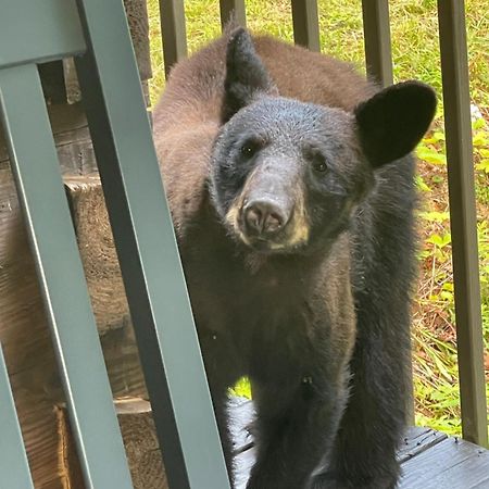 Bears Among Us Villa Gatlinburg Luaran gambar