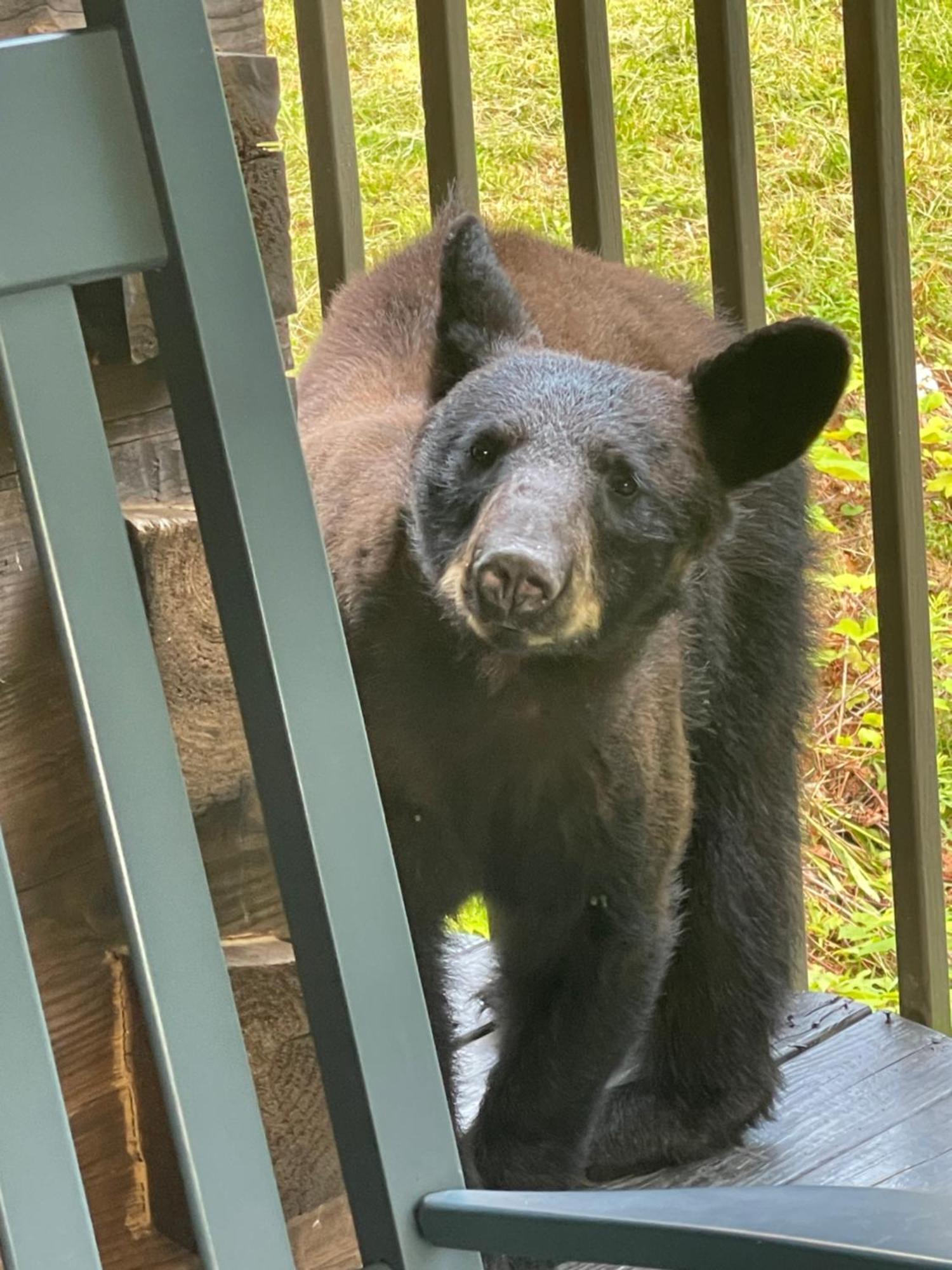 Bears Among Us Villa Gatlinburg Luaran gambar