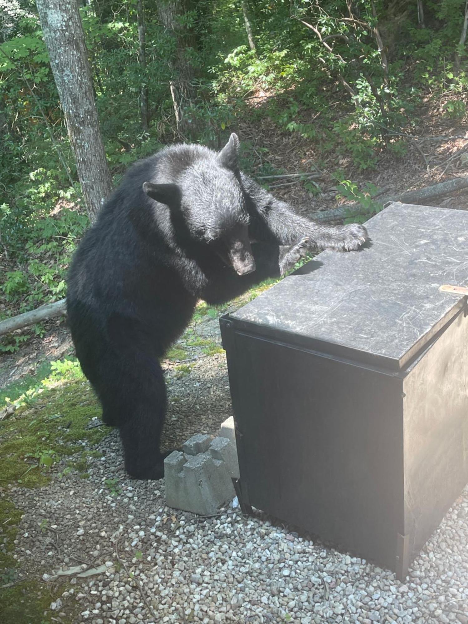 Bears Among Us Villa Gatlinburg Luaran gambar