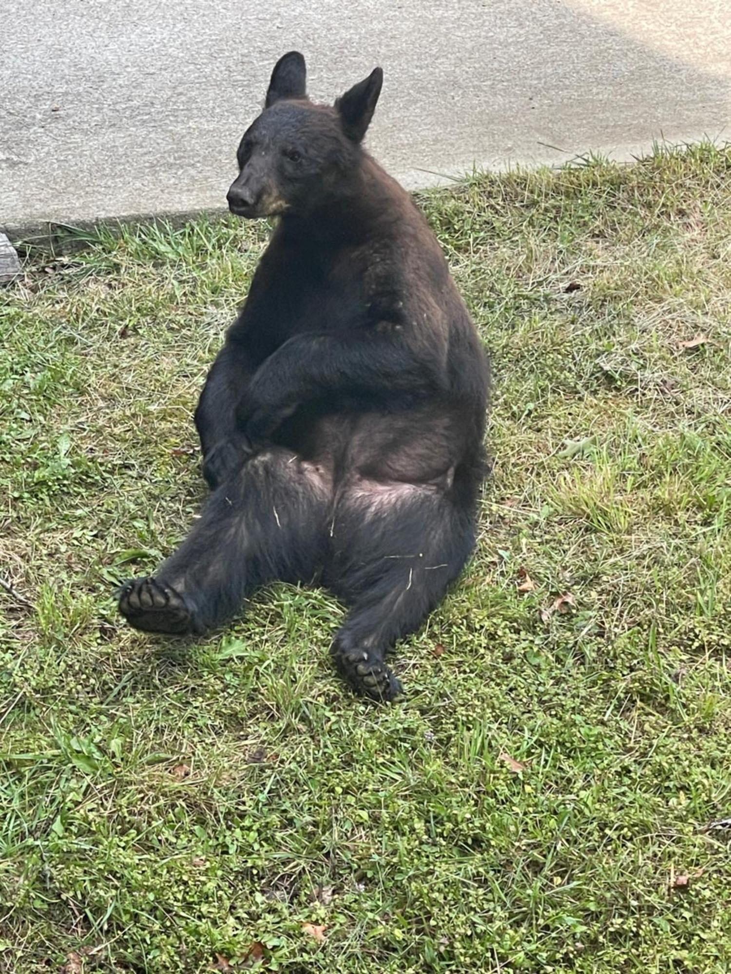 Bears Among Us Villa Gatlinburg Luaran gambar