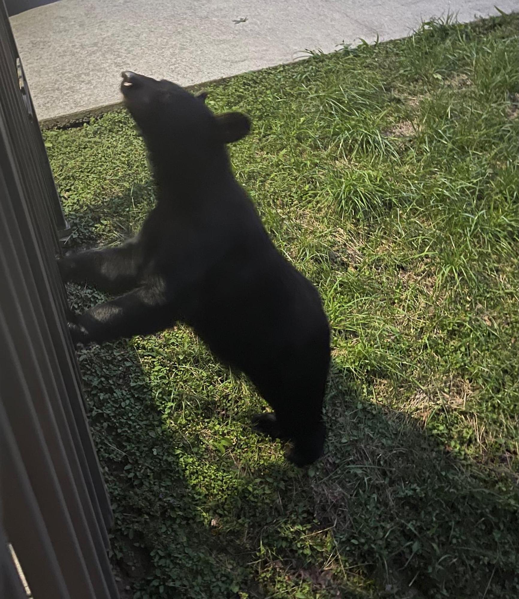 Bears Among Us Villa Gatlinburg Luaran gambar